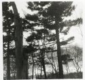 Rock Point Trees
