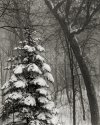 Blizzard shots