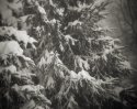 Blizzard shots