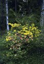 Washington Park Azalea walk