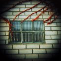 66vc-vines-on-glass-blocks
