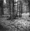 backyard scene 223