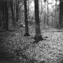 backyard scene 220