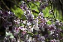 Peach blossoms