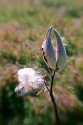 Milkweed
