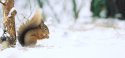 Red squirrels