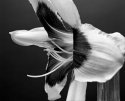 Tiger Lily 1
