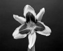 Tiger Lily 2