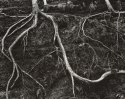 Roots #2