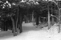 Quiet Walk in the Woods (We could all use it)