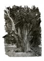 Bristle Cone Pine on Carbon.