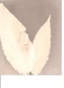 Lumen funeral plant