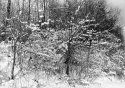 Snow fell