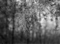Branching out