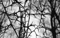 brambles