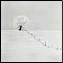 Prairie Tree