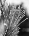 Frosted pine needles