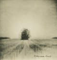 winter tree 1