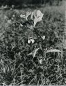 Deadly Nightshade