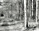 Driveway Trees