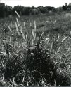 Grass