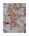 Leaves on cement 2010