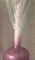 Purple Onion