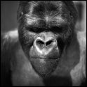 Silverback, Brussels 2010