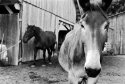 horses