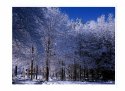 Snow in Trees