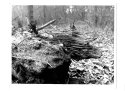 Stump in Woods
