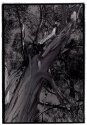 Eucalyptus 1