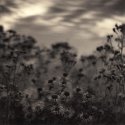Thistles