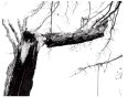 Broken Tree