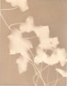 Ivy Lumen Print