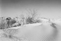 Monahans Sandhills