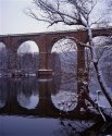 Winter Beauty