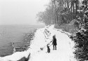 Dog Walking in the snow