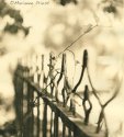 gate and vine 1