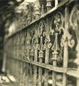 gate and vine 2
