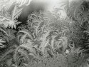 Window Frost, #1