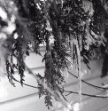 Fir and Ice