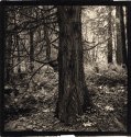 Rolleiflex Platinums