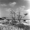 Dead Tree