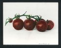 Colored Tomatoes