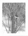Black Eyed Junco