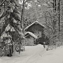 Dereliction: House in the woods #1