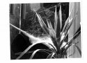 Backlit Spiderweb