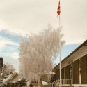Frost covered tree