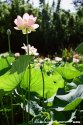 Lotus Flowers